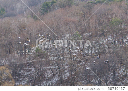 Crane, Cheolwon-gun, Gangwon-do 38750437