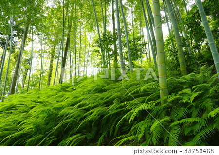  Bamboo grove 38750488