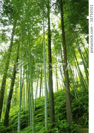  Bamboo grove 38750501