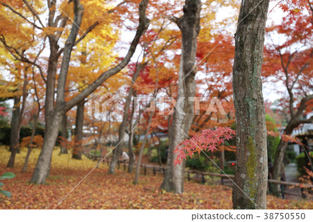 the Shinsho gokuraku ji garden at fall the Shinsho gokuraku ji garden at fall 38750550