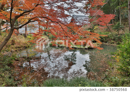 the pond and garden in Konkai Komyoji Temple 38750568
