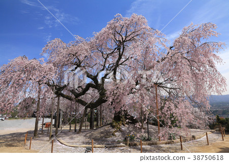 村莊村階段櫻桃樹 38750618