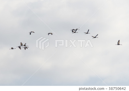 Crane, Cheolwon-gun, Gangwon-do, Korea Crane, Cheolwon-gun, Gangwon-do, Korea 38750642