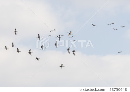 起重機，Cheolwon-gun，江原道，韓國 38750648