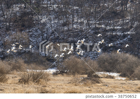 起重機，Cheolwon-gun，江原道，韓國 38750652