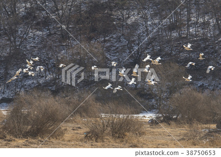 起重機，Cheolwon-gun，江原道，韓國 38750653