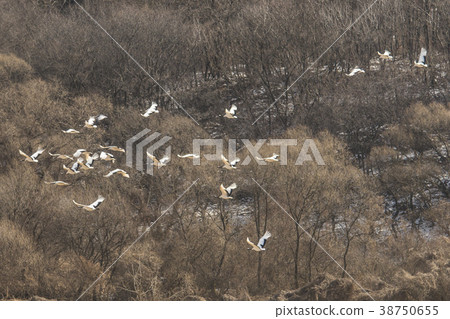 起重機，Cheolwon-gun，江原道，韓國 38750655