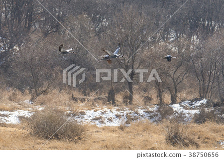 起重機，Cheolwon-gun，江原道，韓國 38750656