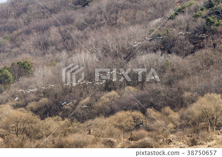 起重機，Cheolwon-gun，江原道，韓國 38750657