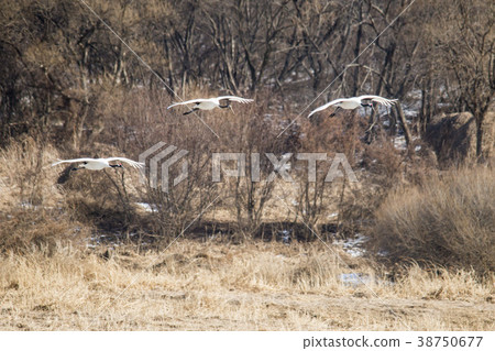 Crane, Cheolwon-gun, Gangwon-do, Korea 38750677