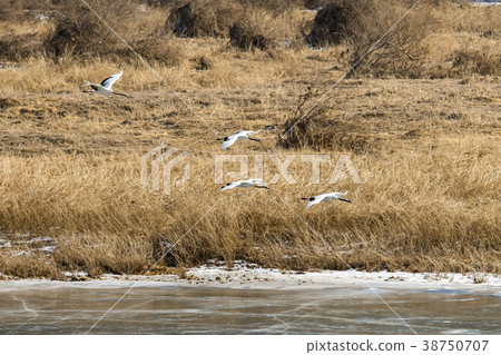 Crane, Cheolwon-gun, Gangwon-do, Korea 38750707