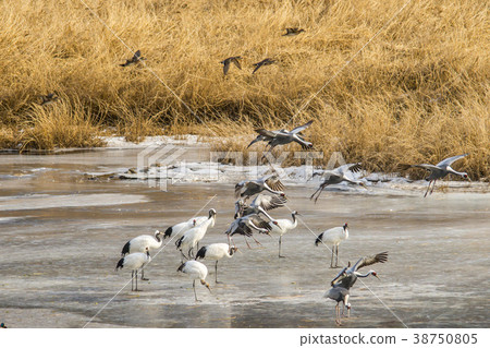 Crane, Cheolwon-gun, Gangwon-do Crane, Cheolwon-gun, Gangwon-do 38750805