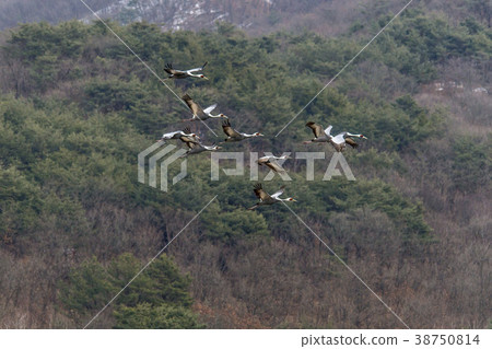Crane, Cheolwon-gun, Gangwon-do 38750814