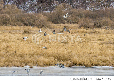 Crane, Cheolwon-gun, Gangwon-do Crane, Cheolwon-gun, Gangwon-do 38750839