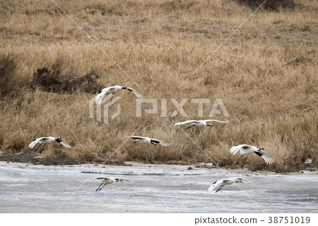 起重機，Cheolwon-gun，江原道 38751019