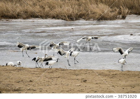 起重機，Cheolwon-gun，江原道 38751020