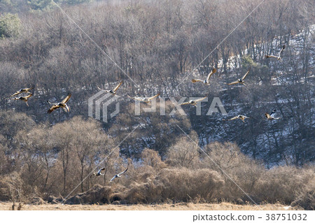 起重機，Cheolwon-gun，江原道 38751032