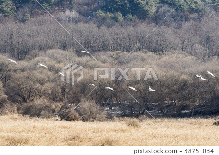 Crane, Cheolwon-gun, Gangwon-do Crane, Cheolwon-gun, Gangwon-do 38751034