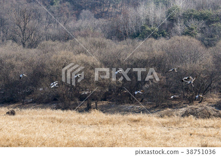 起重機,Cheolwon-gun,江原道 起重機,Cheolwon-gun,江原道 38751036