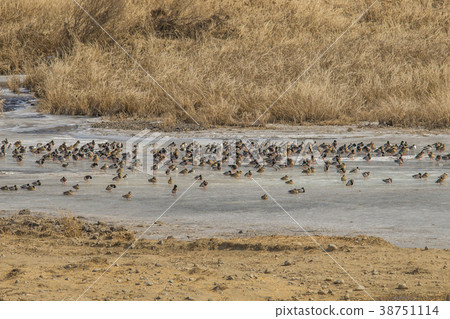 野鴨,cheolwon-gun,gangwon-do 野鴨,cheolwon-gun,gangwon-do 38751114