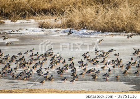 Mallard, cheolwon-gun, gangwon-do Mallard, cheolwon-gun, gangwon-do 38751116