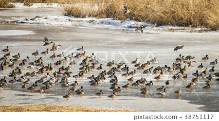 Mallard, cheolwon-gun, gangwon-do Mallard, cheolwon-gun, gangwon-do 38751117