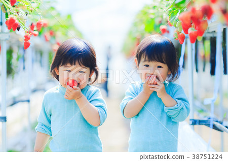 Picking strawberries with a child Picking strawberries with a child 38751224
