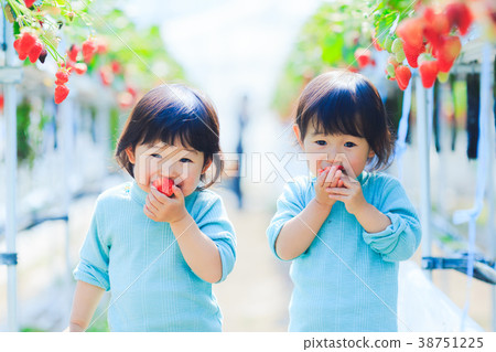 Picking strawberries with a child Picking strawberries with a child 38751225