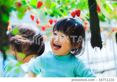 Picking strawberries with a child 38751228