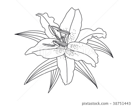 lily flower drawing isolated on White background. lily flower drawing isolated on White background. 38751443
