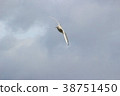 Yuli Gull (Yuriwo) The nineteen. Black headed gull 38751450
