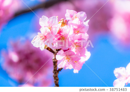 Kawazu cherry blossoms in full bloom 38751483