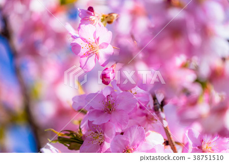 Kawazu cherry blossoms in full bloom 38751510