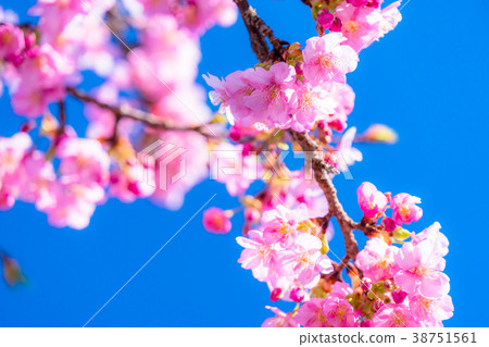 Kawazu cherry blossoms in full bloom 38751561