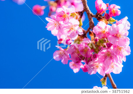 Kawazu cherry blossoms in full bloom 38751562
