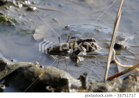 Yamato sankei 38751717