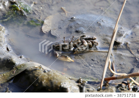 Yamato sankei 38751718