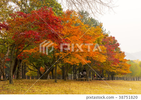 Nami Island, Chuncheon City, Gangwon Province 38751820
