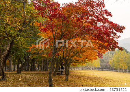 Nami Island, Chuncheon City, Gangwon Province 38751821