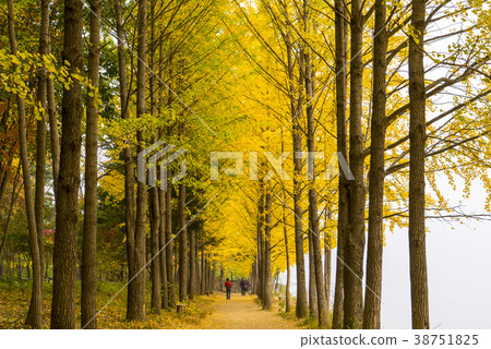 江原道春川市南怡島 38751825