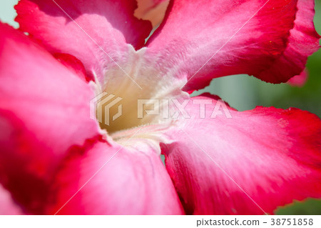 Pink Desert Rose or Impala Lily  38751858