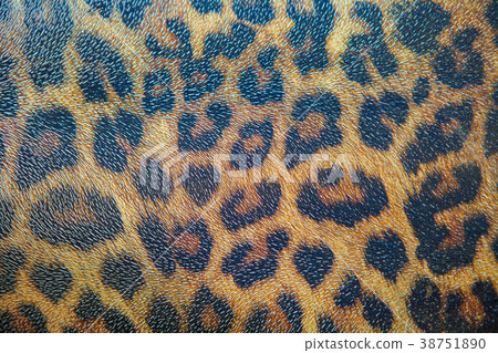 textured detail of leopard fur background 38751890