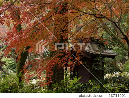 Shindaiji寺廟在秋天 38751901