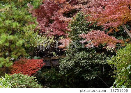 Shindaiji Temple in autumn Shindaiji Temple in autumn 38751906