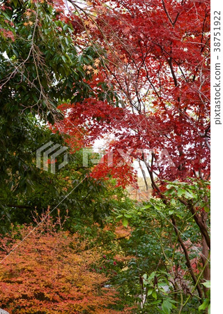 Shindaiji Temple in autumn 38751922