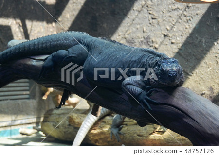 iguana iguana 38752126