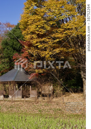 Shindaiji Temple in autumn Shindaiji Temple in autumn 38752264