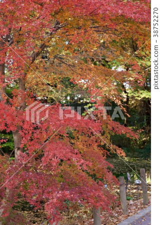 Shindaiji寺廟在秋天 38752270