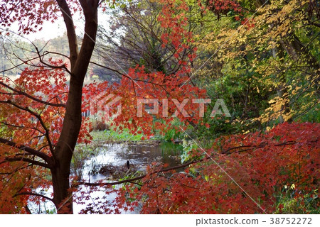 Shindaiji寺廟在秋天 38752272