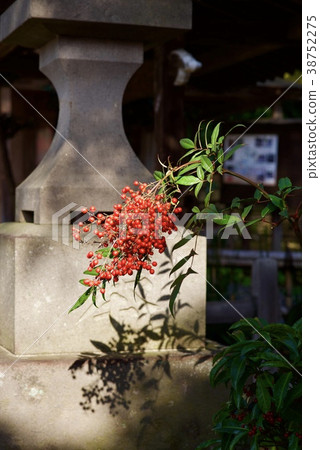 Shindaiji寺廟在秋天 38752275